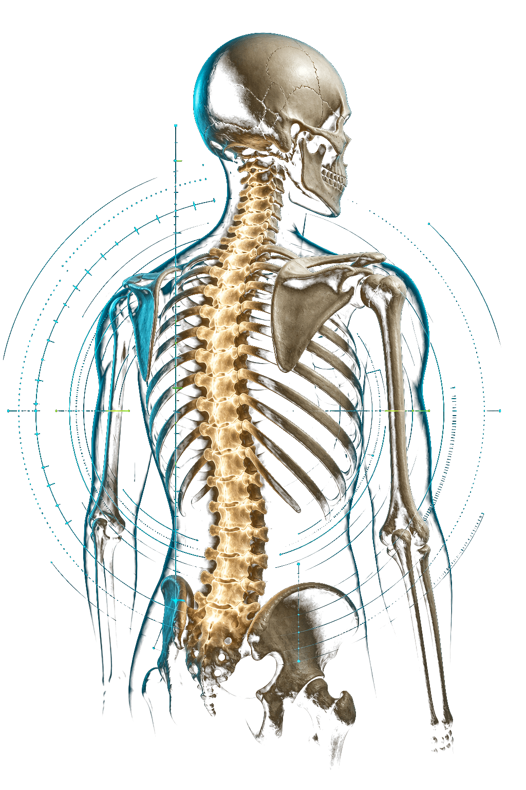 Interactive upper-body skeletal anatomy focused on the spine